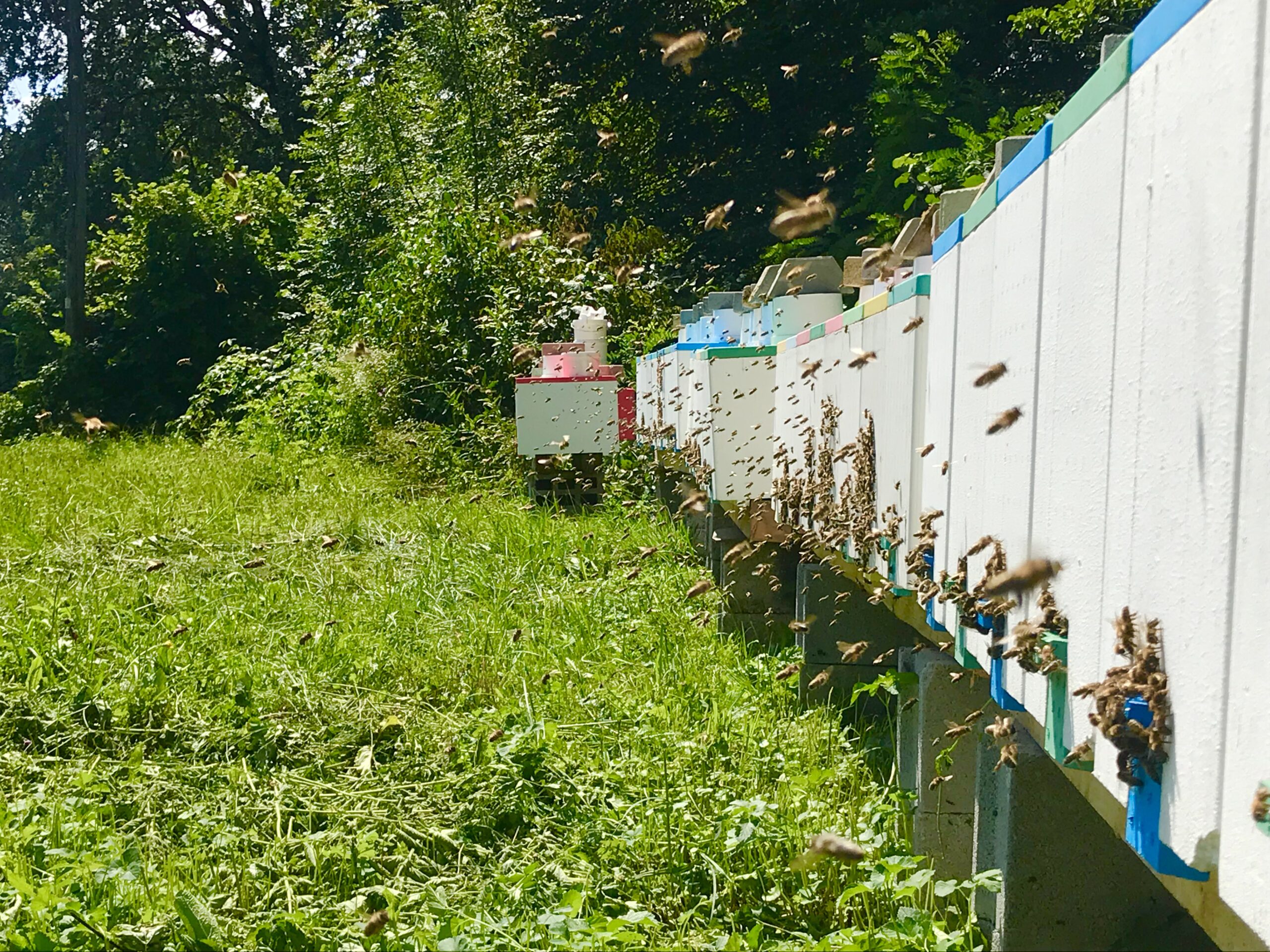 Urška Intihar beekeeping carnica