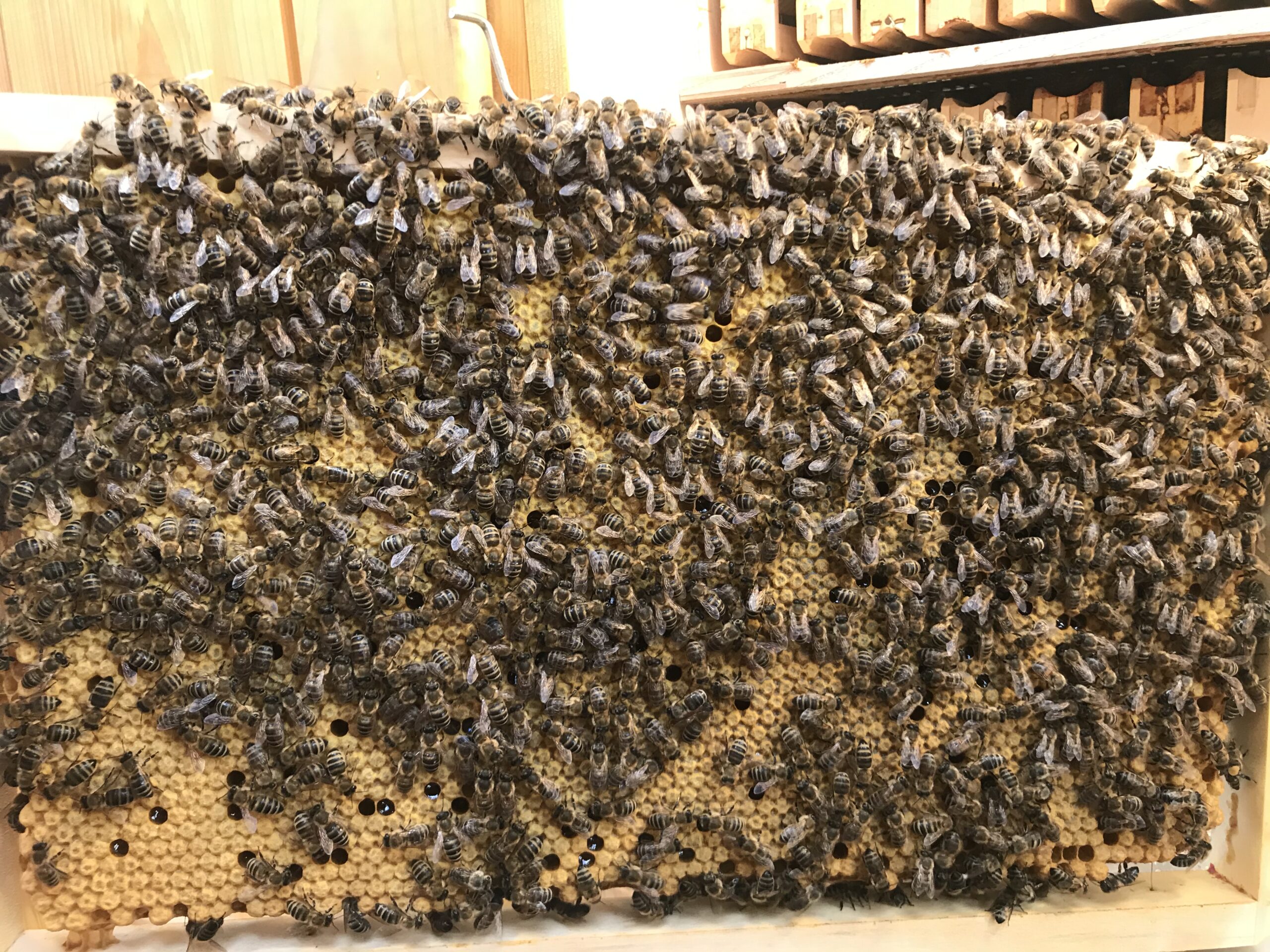 Urška Intihar beekeeping carnica