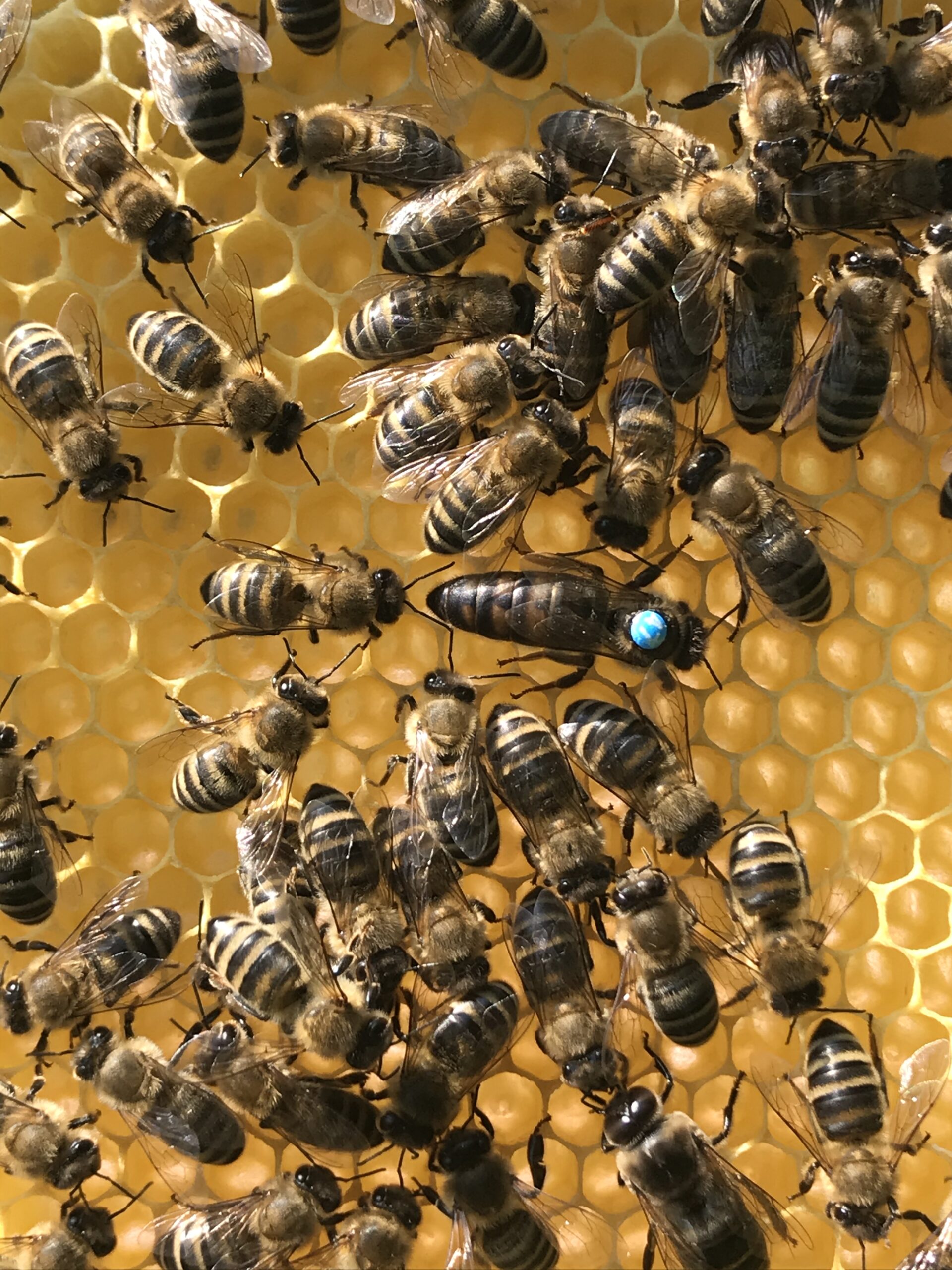Urška Intihar beekeeping queen