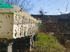 Beekeeping Intihar
