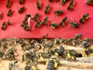 Urška Intihar beekeeping carnica