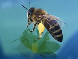 Urška Intihar beekeeping carnica bee