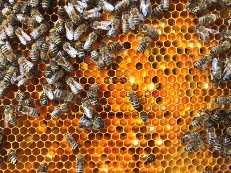 Bees Beekeeping Intihar